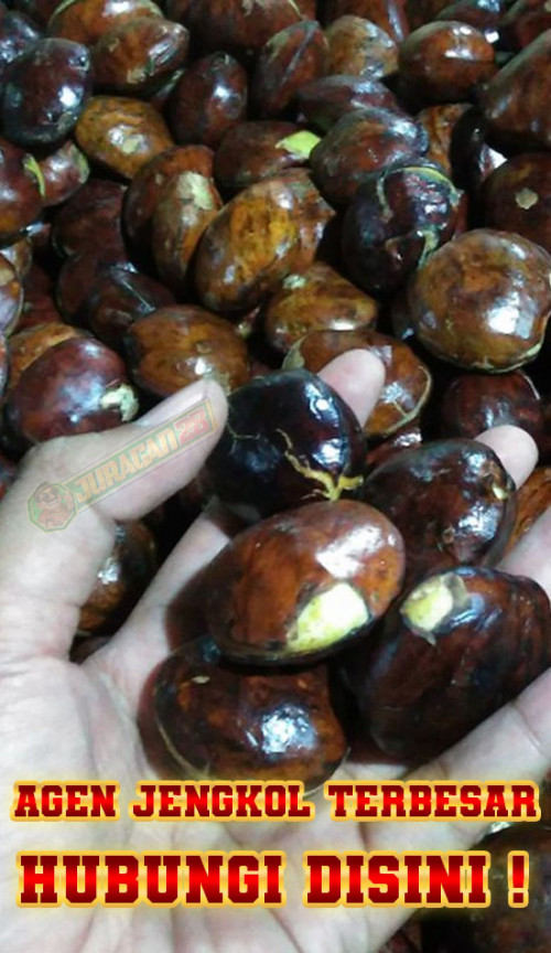 juragan-jengkol.jpg